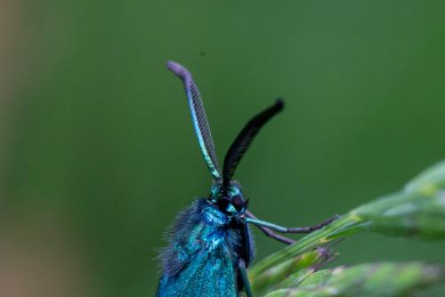Réf. 353 797 : Adscita sp.